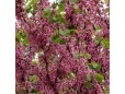 Cercis siliquastrum (Arborele Iudei)